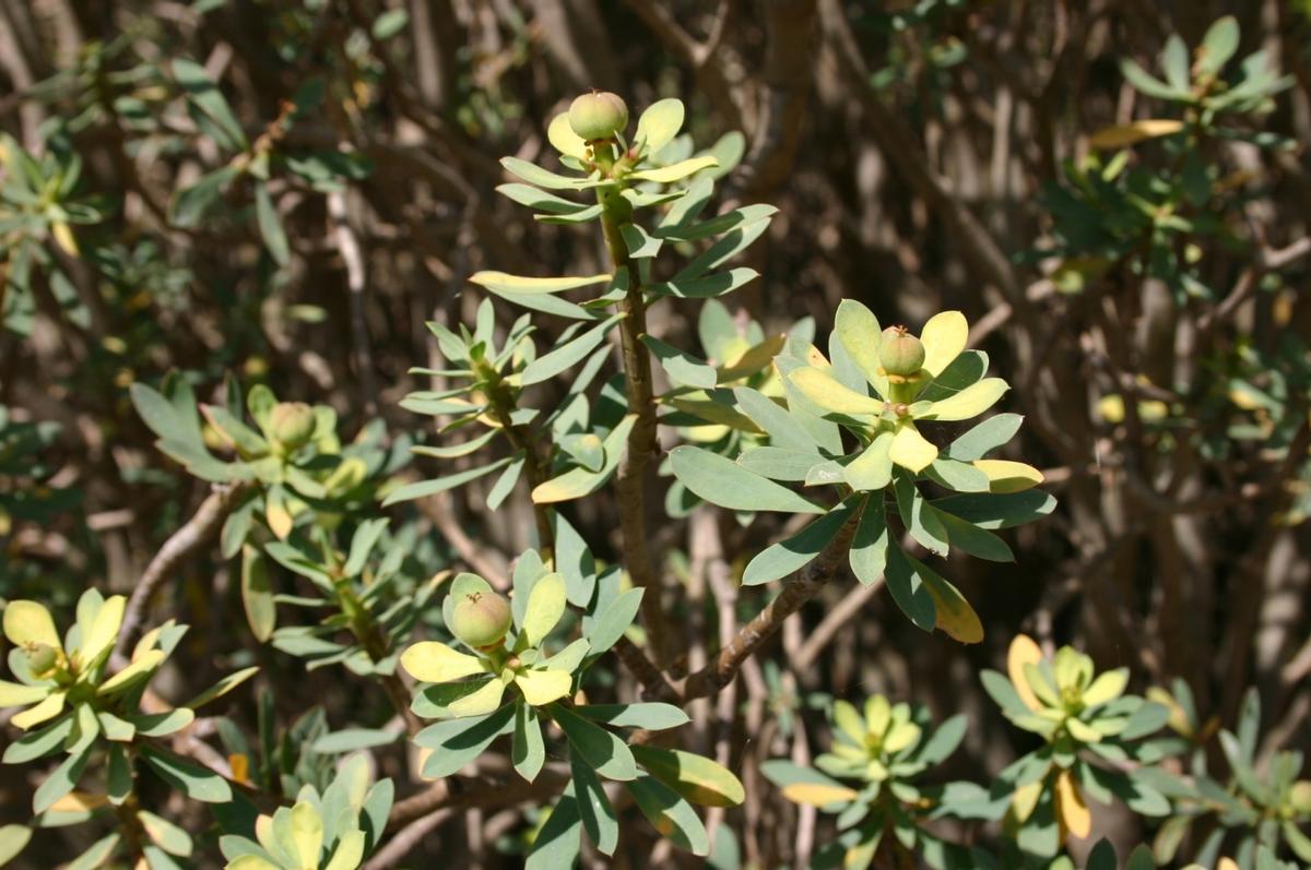 Flora canaria.