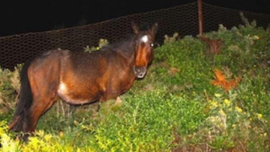 Uno de los caballos que provocaron el accidente. // Telemariñas