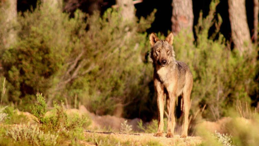 Un lobo en la Sierra de la Culebra.