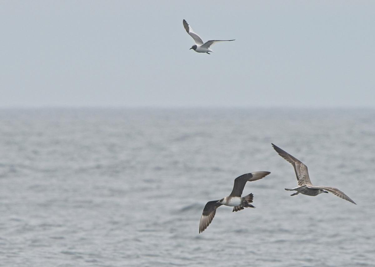 La gaviota de Sabine compartió protagonismo con otras gaviotas, pardelas, paíños y alcatraces en la primera expedición pelágica de septiembre a bordo del barco de naturaleza “Chasula”.