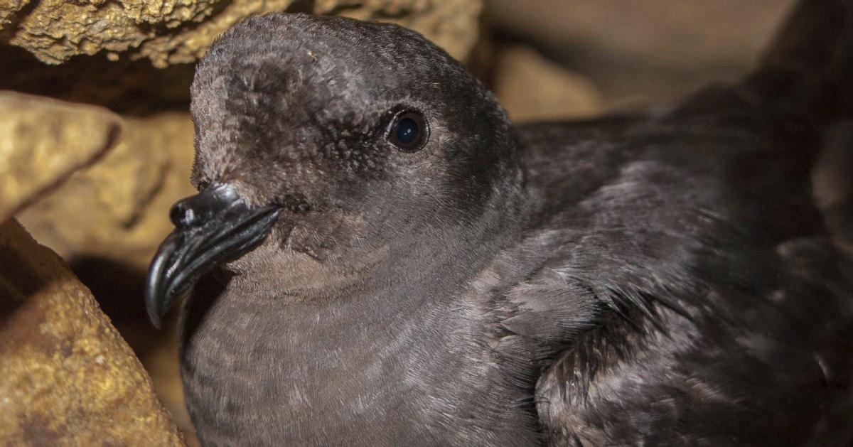 La ‘noneta’, conocida científicamente como ‘European storm petrel’ (Hydrobates pelagicus).  | MIQUEL GOMILA