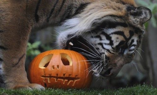 LO ANIMALES DEL ZOO DE LONDRES CELEBRAN HALLOWEEN