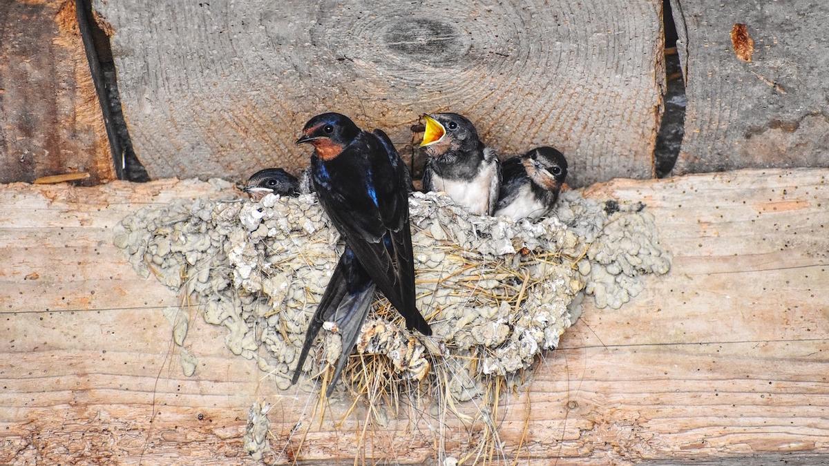 Nido de golondrina bajo un tejado