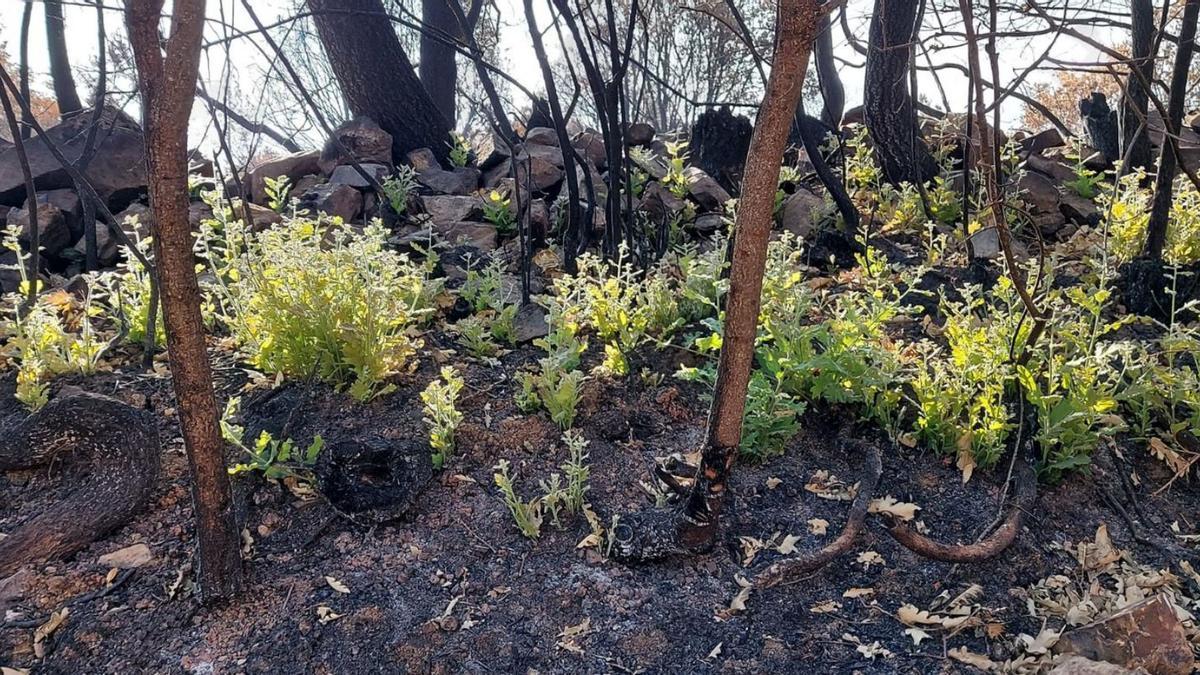 Primeros brotes en la Sierra de la Culebra tras los incendios. | Cedida