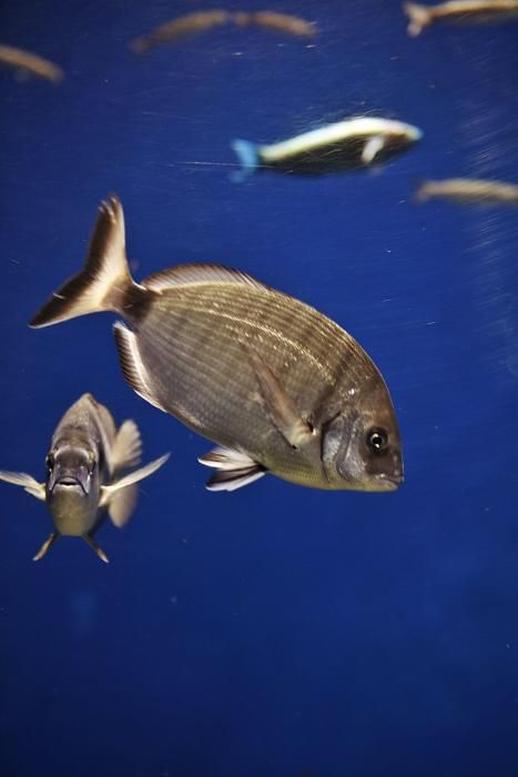 Die Fundación Palma Aquarium rettet in Not geratene Tiere. Doch wegen der Pandemie fehlen Gelder