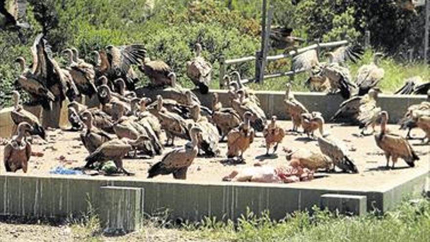 Los ganaderos insisten en la superpoblación  de buitres al haber 300 en el muladar de Sorita