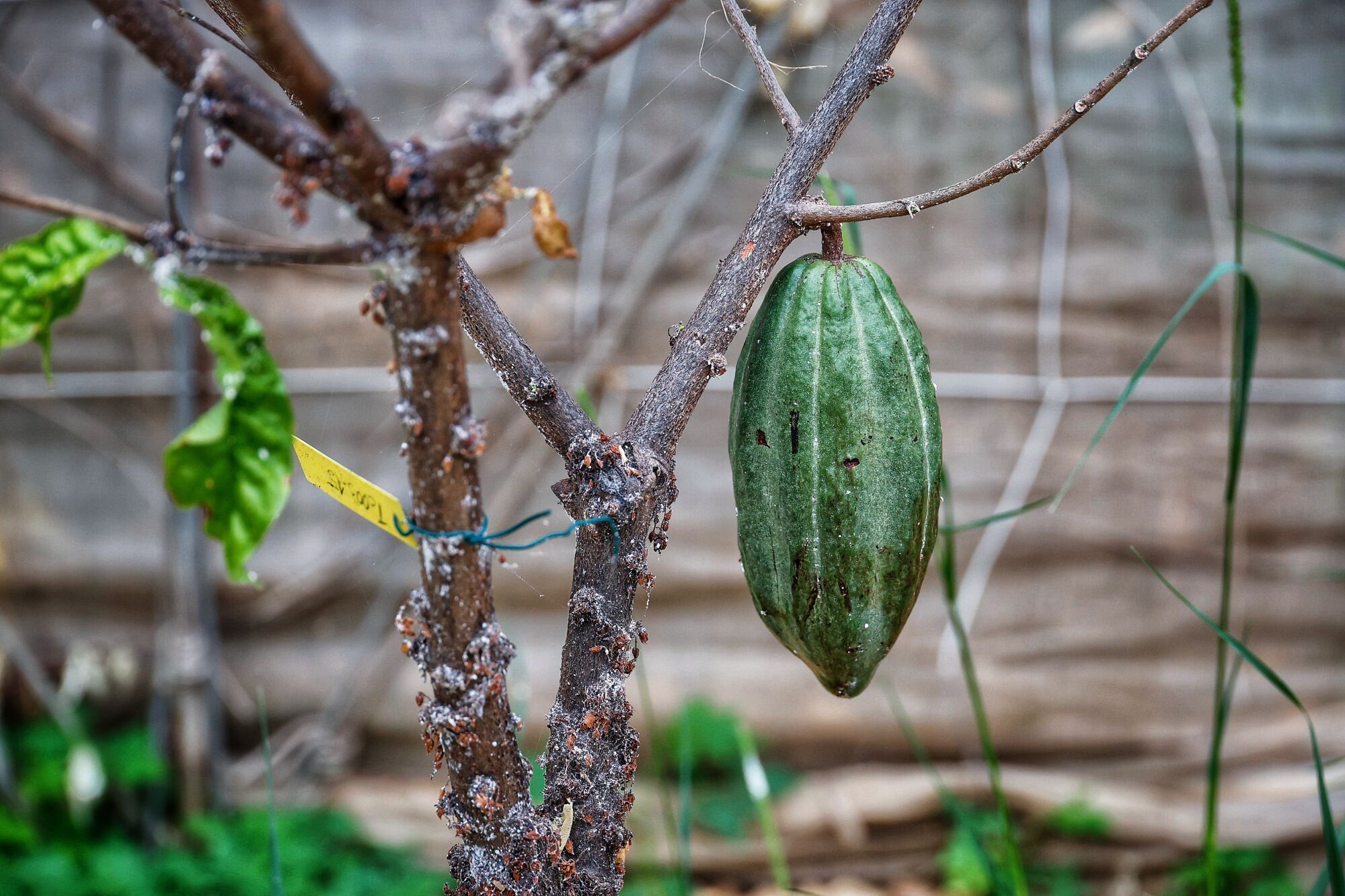 Finca de cacao en Valle de Guerra