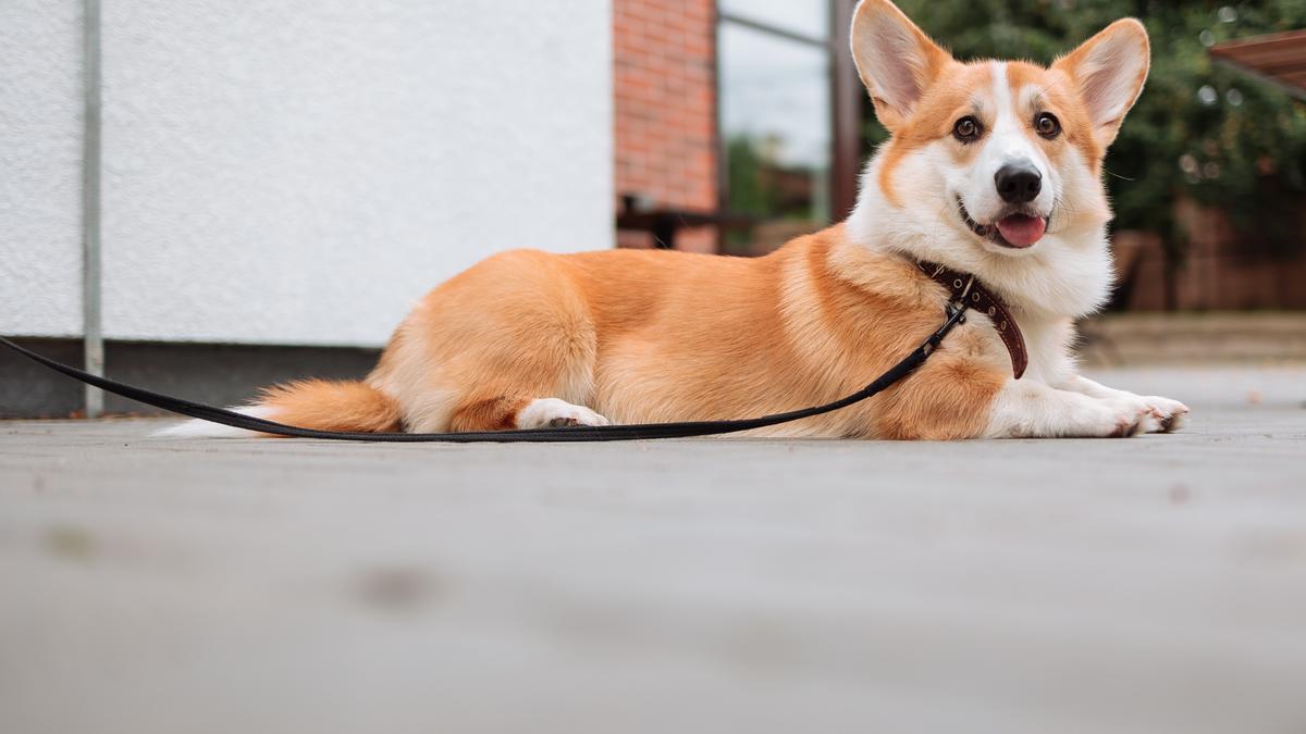 Mascotas: ¿Se rasca mucho tu perro? Todo lo que debes saber sobre los  picores y alergias en mascotas