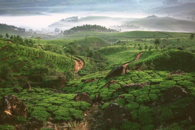 Plantaciones de Te en Kerala