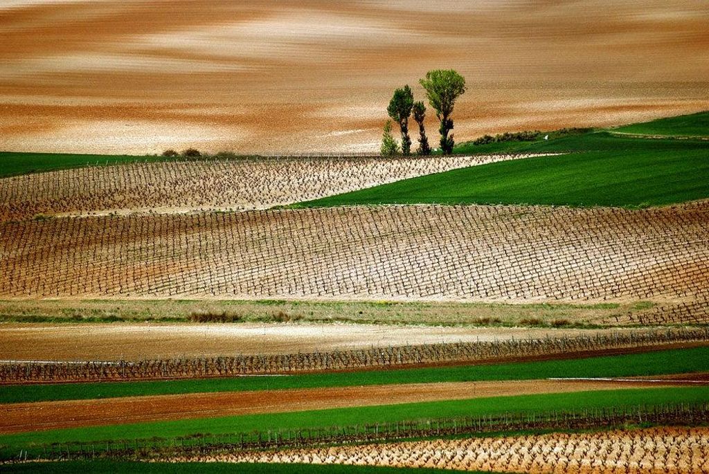 Viñedos en La Rioja