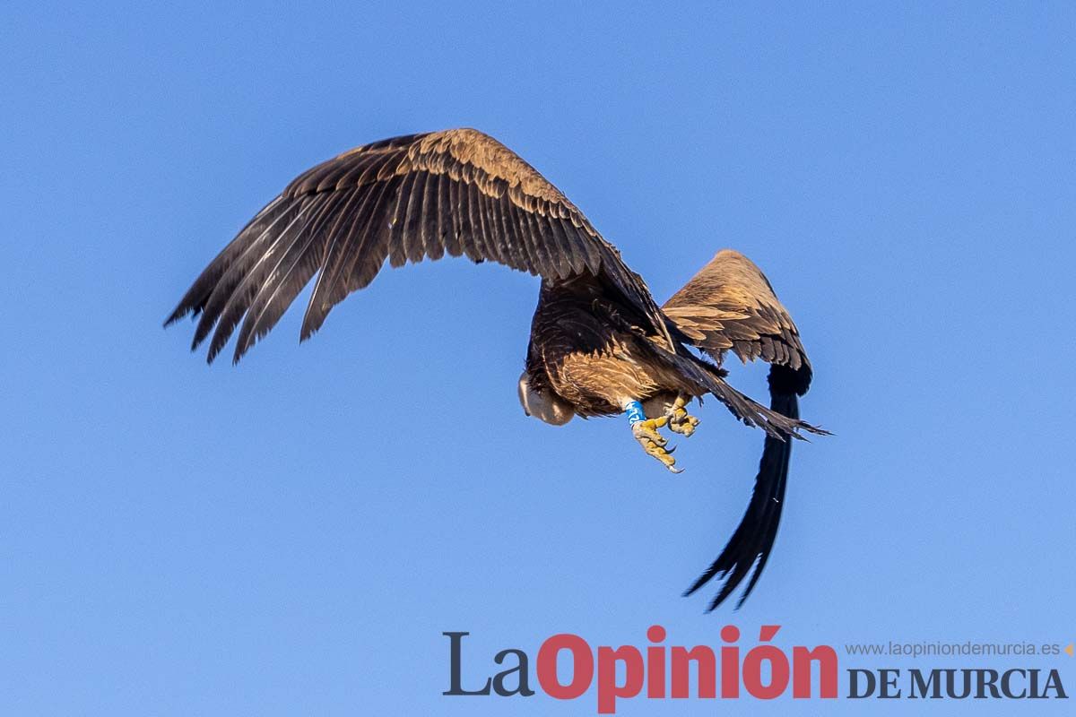 Suelta de dos buitres leonados en la Sierra de Mojantes en Caravaca