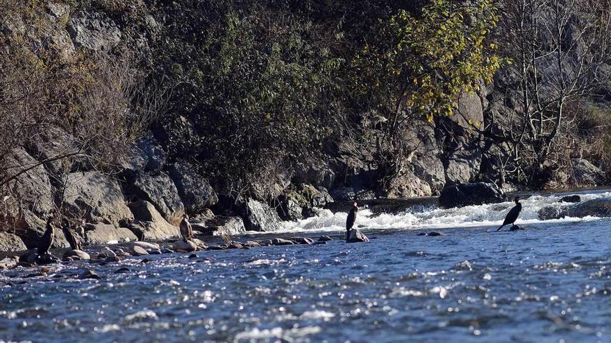 Cormoranes, en el río Caudal, en Mieres.