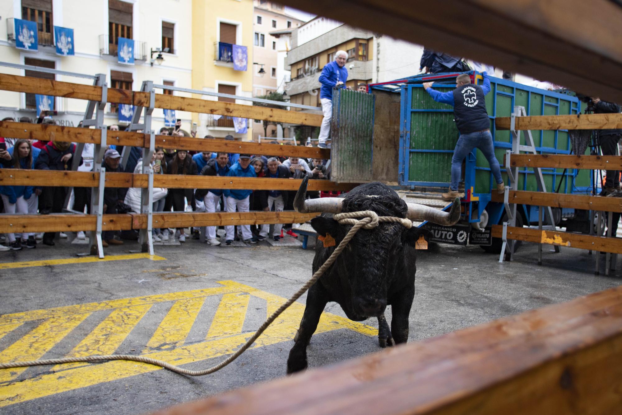 El "Bou en corda" vuelve al Pont Vell de Ontinyent