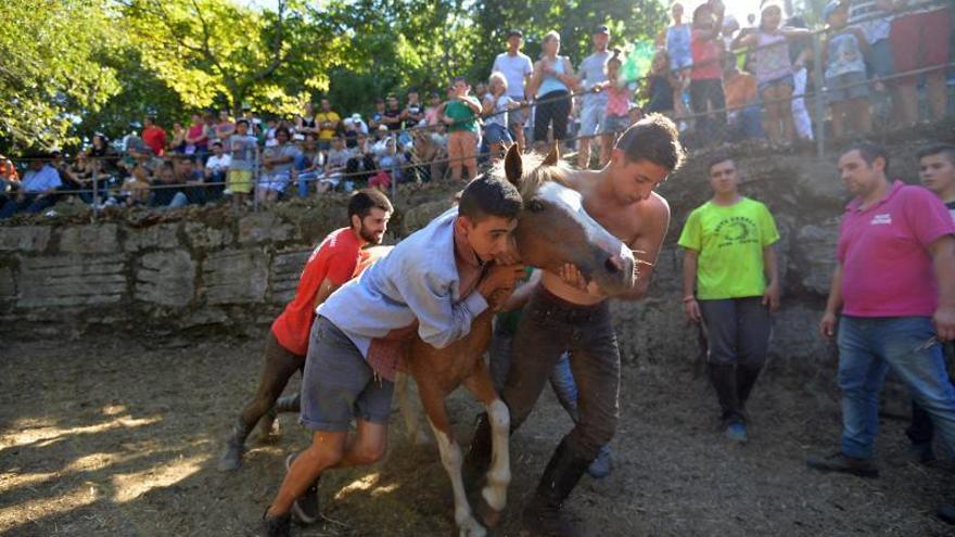 Los ganaderos del Castrove festejan a San Ramón con una “rapa” sin público