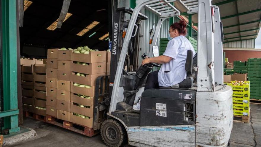 Agricultores tinerfeños tiran kilos de verdura a la basura por los excedentes de producción.