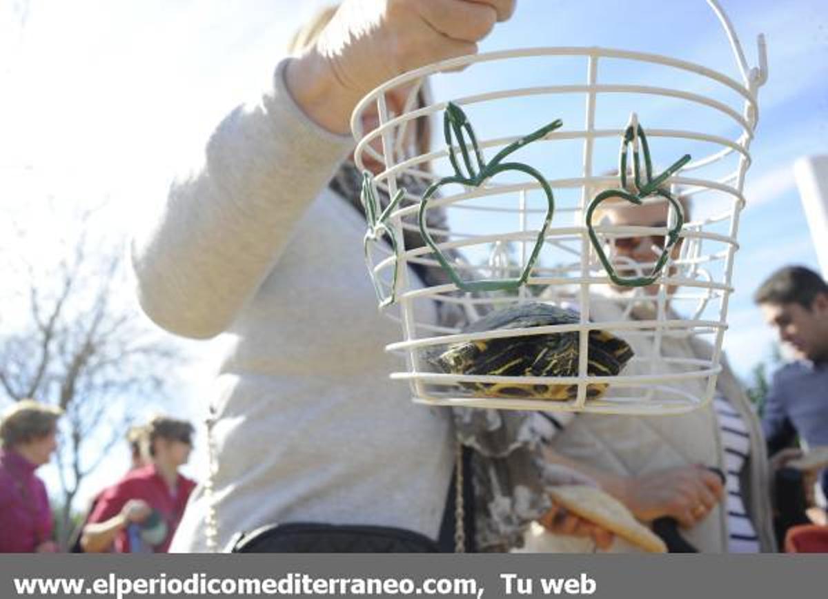 GALERÍA FOTOS: Castellón celebra Sant Antoni