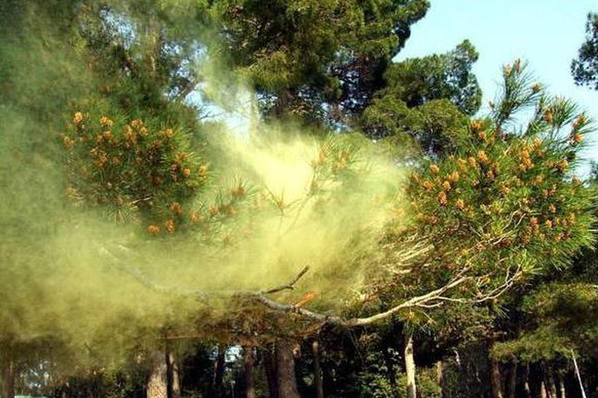 Nube de polen en un pinar