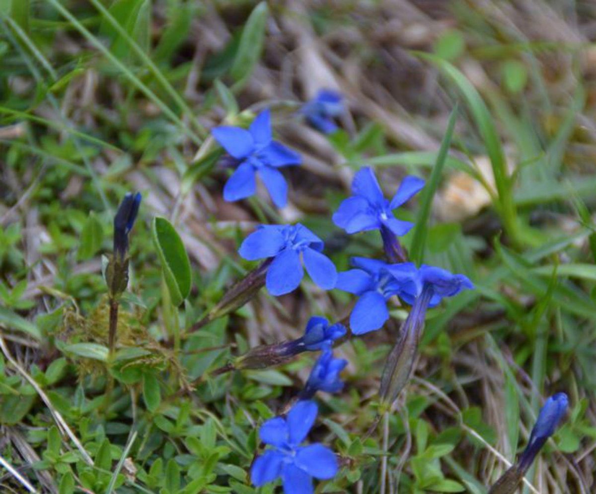 Las flores de Somiedo tienen mensaje