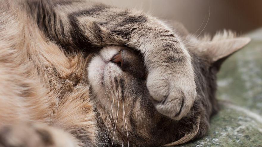 Manuel Manzano, veterinario: “Los gatos se tapan la cara al dormir para proteger sus ojos y sentirse más seguros”