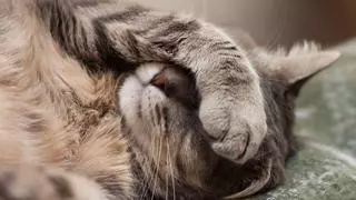 Manuel Manzano, veterinario: “Los gatos se tapan la cara al dormir para proteger sus ojos y sentirse más seguros”