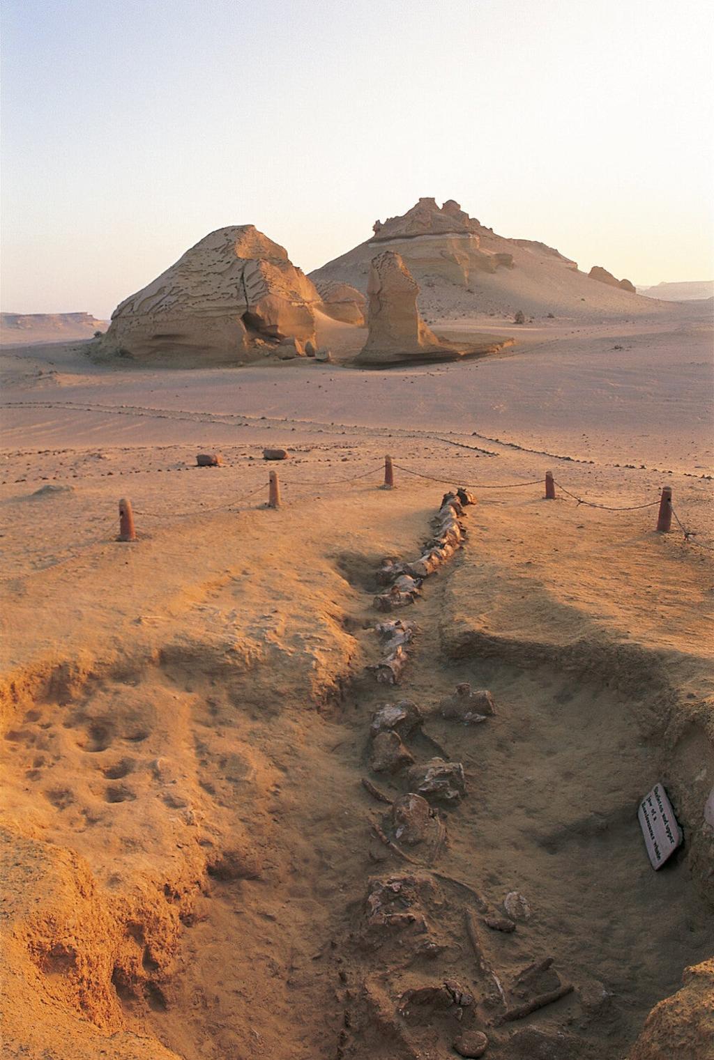 Más restos fósiles. 