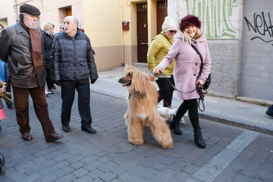 Los perros gobiernan por san Antón en Zamora