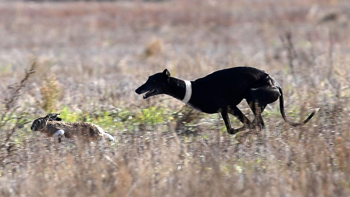 África de Darsam, en una de las liebres de octavos de final. | RFEG