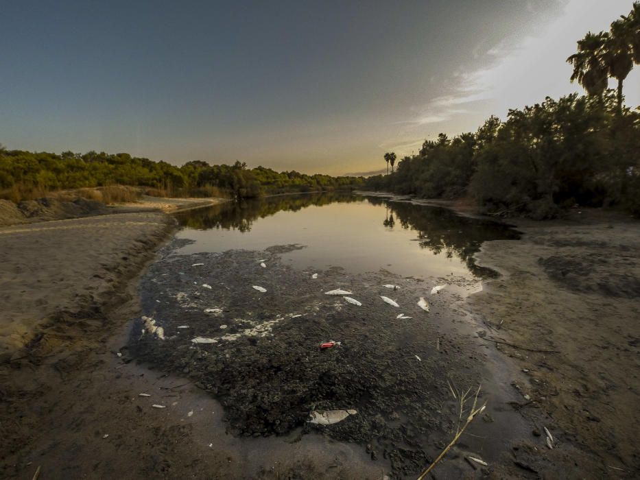 Peces muertos en el torrente de Son Bauló, en Can Picafort