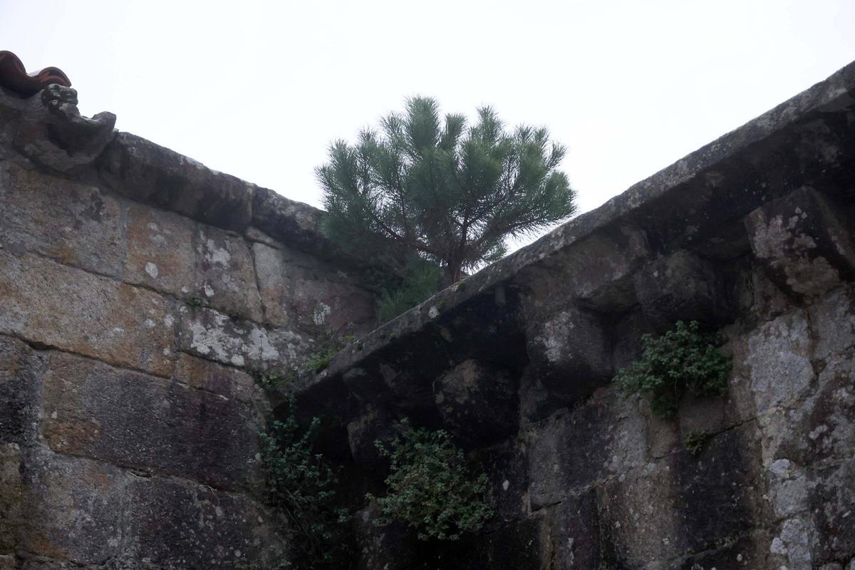 El pinto detectado en una parte de las ruinas de Santa Mariña ya tiene un porte.