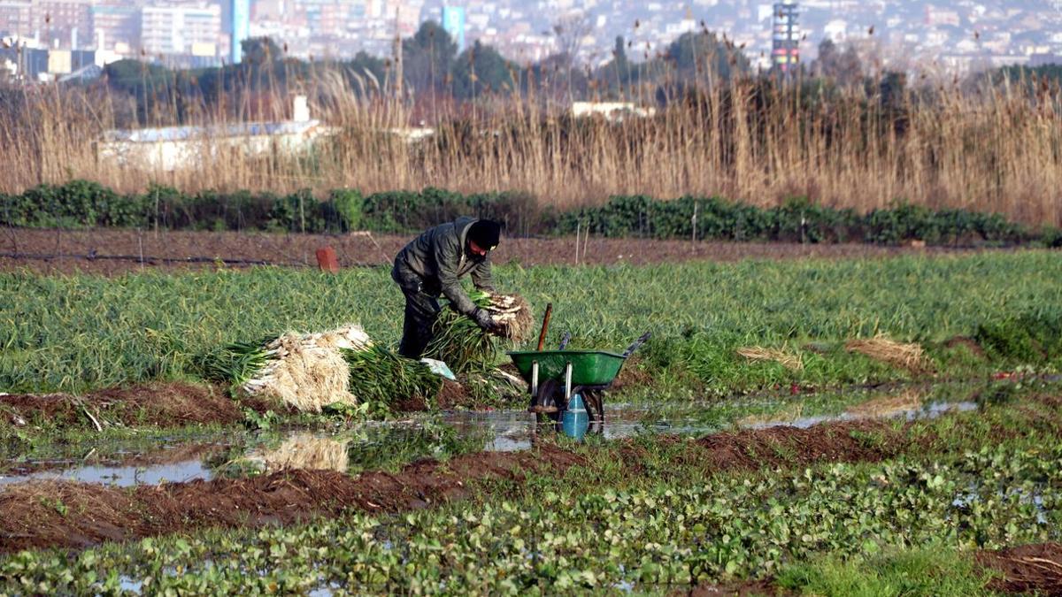 Agricultor de Gavà tras el paso del temporal 'Gloria'.