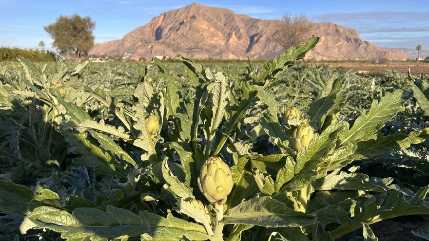 Almoradí acoge una jornada con los últimos avances en el cultivo de la alcachofa