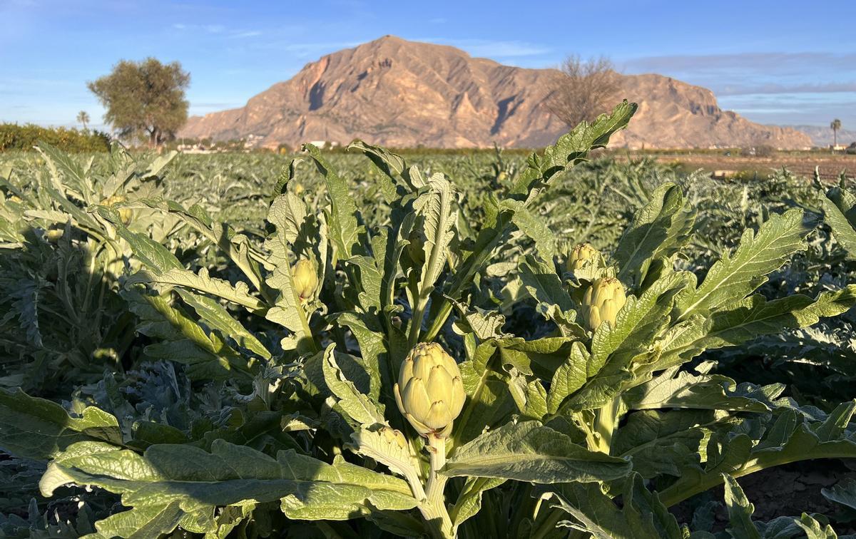 Cultivo de la alcachofa en la Vega Baja