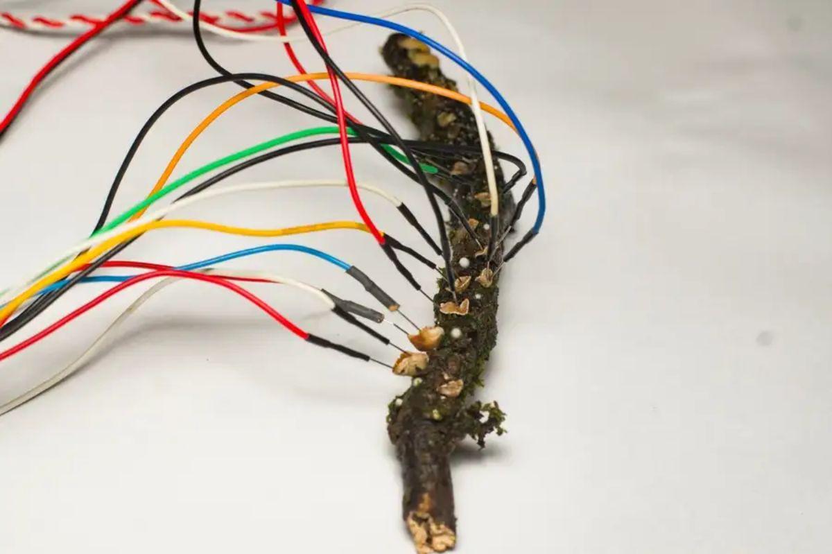 Los hongos podrían “conectarse” con dispositivos electrónicos estándar.