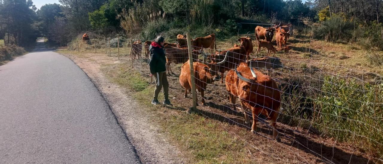 Montes y vacas de los comuneros de San Vicente de O Grove.