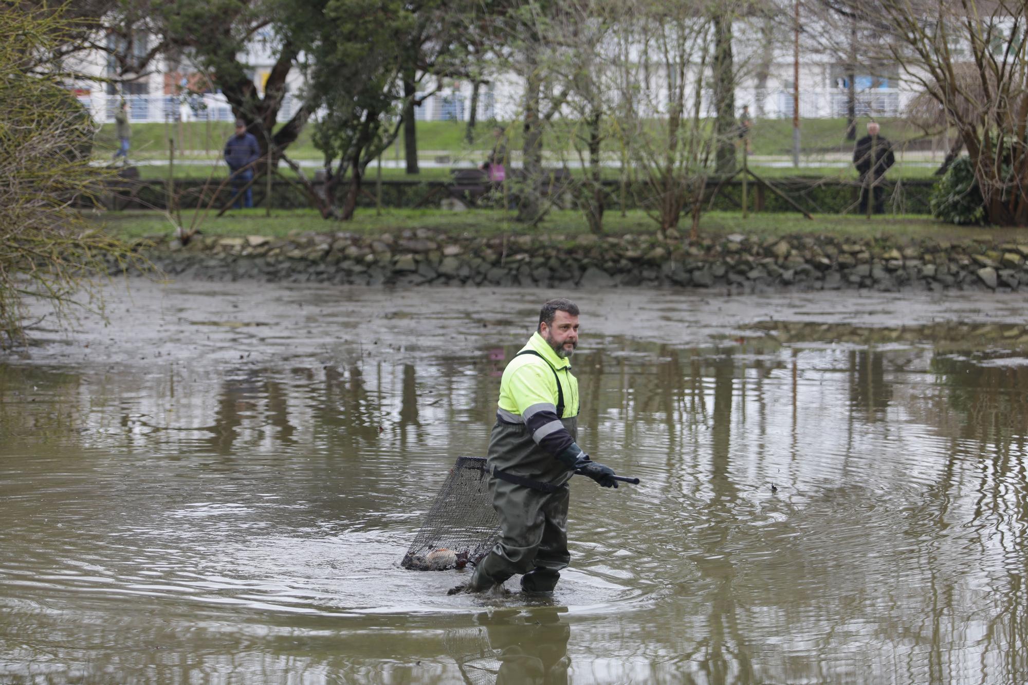 En imágenes: los dragados obligan a trasladar los peces del parque de Isabel la Católica