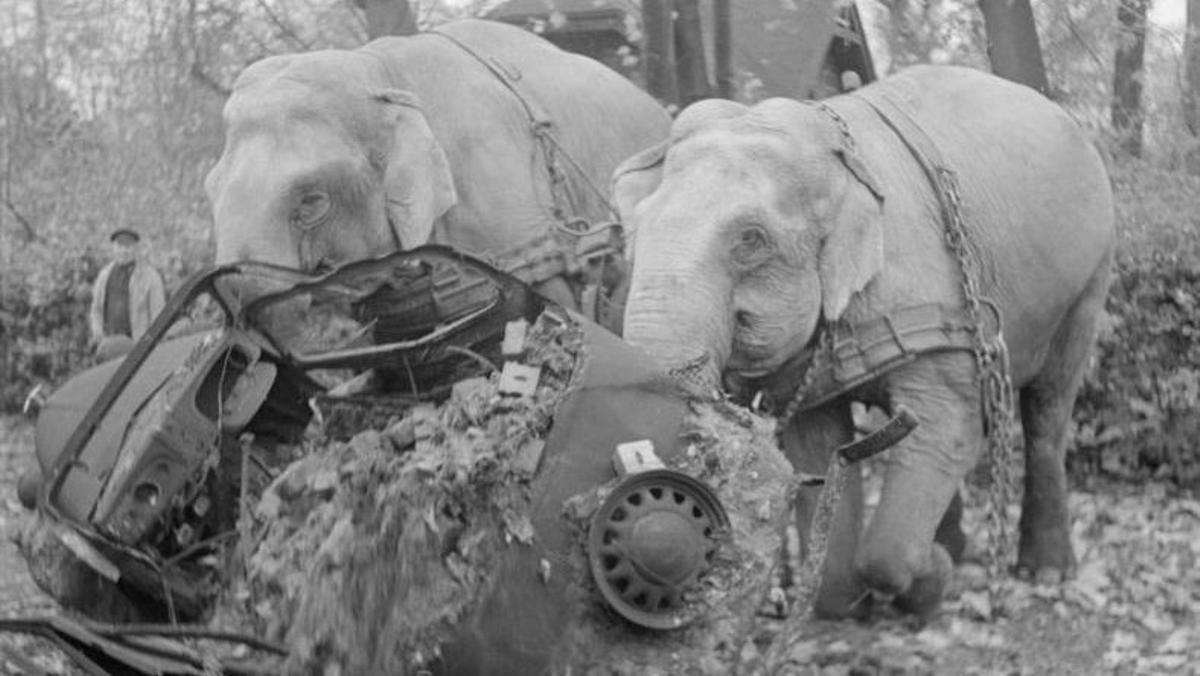 Animals, els soldats forçats | + Història