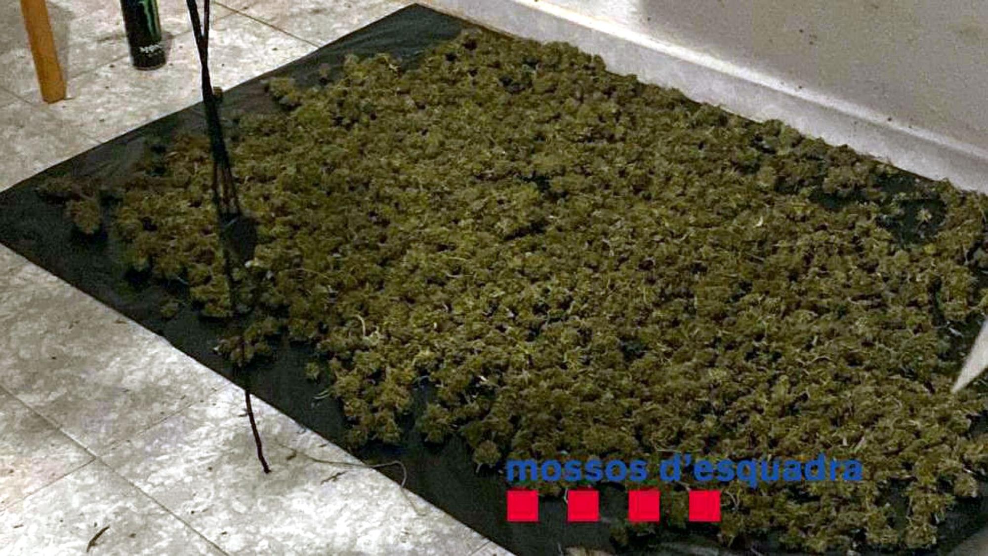 Los cogollos de marihuana decomisados en un piso de la calle Florència de Santa Coloma de Gramenet.