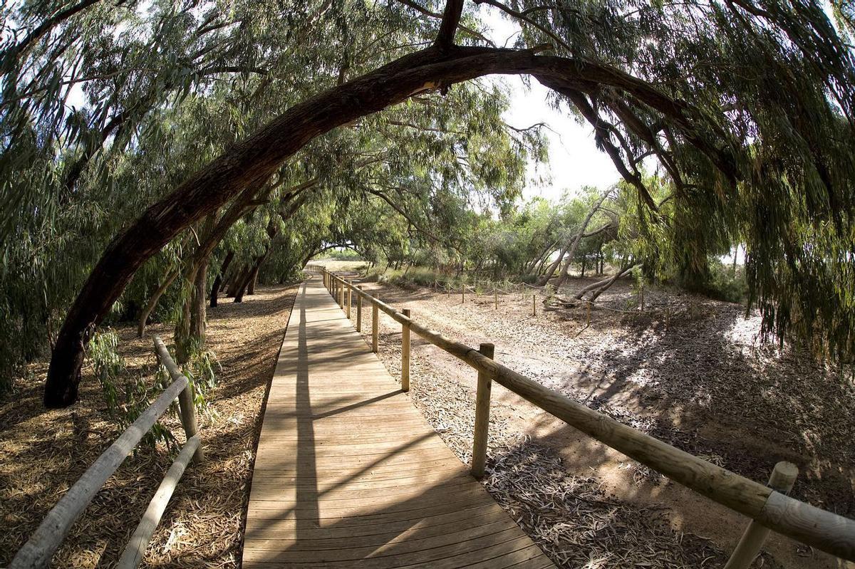 Una de las estampas más reconocibles de la zona visitantes del parque: el arco de eucaliptos