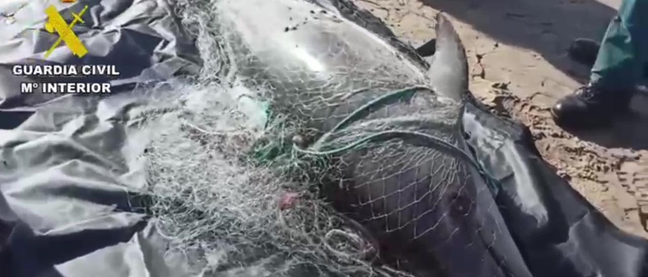 Encuentran un delfín muerto en la playa de El Perelló