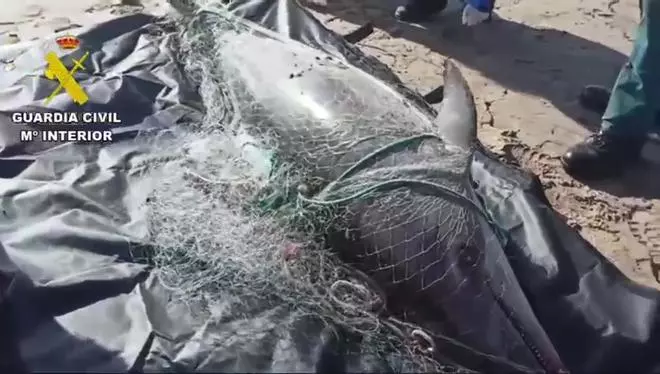 Encuentran un delfín muerto en la playa de El Perelló