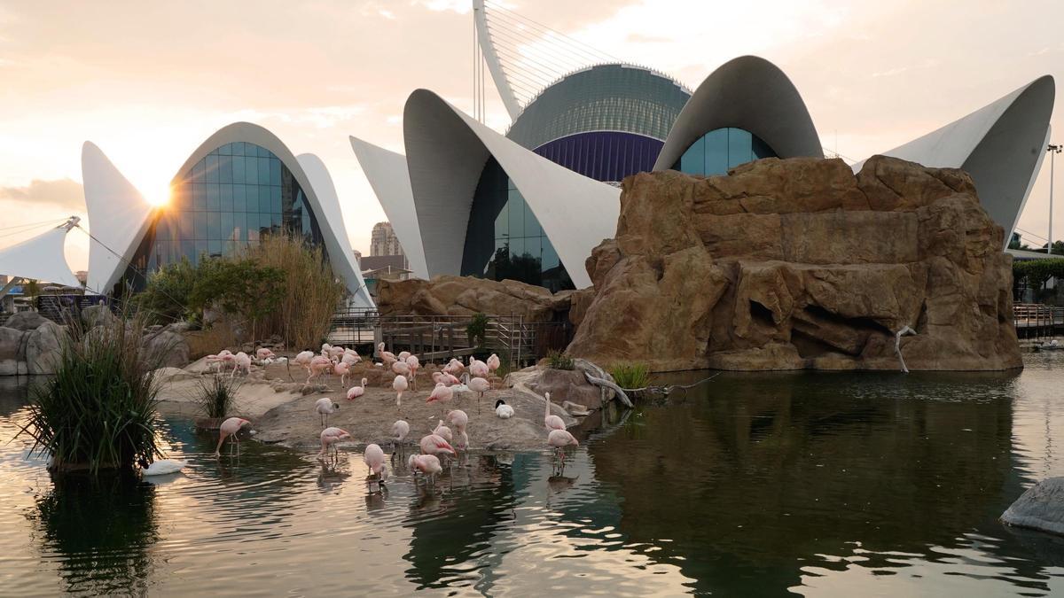 Vista al atardecer de los flamencos en el Oceanogràfic.