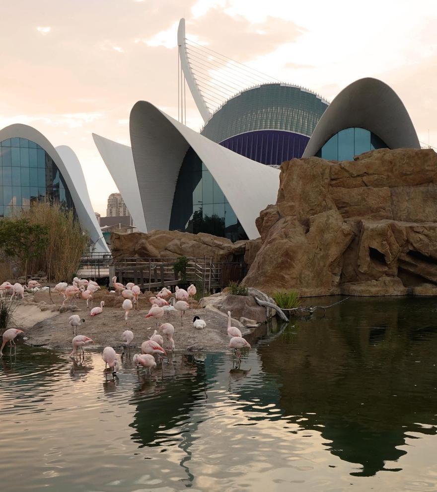 Oceanfest 2024: Sumérgete en el festival marino del Oceanogràfic de València