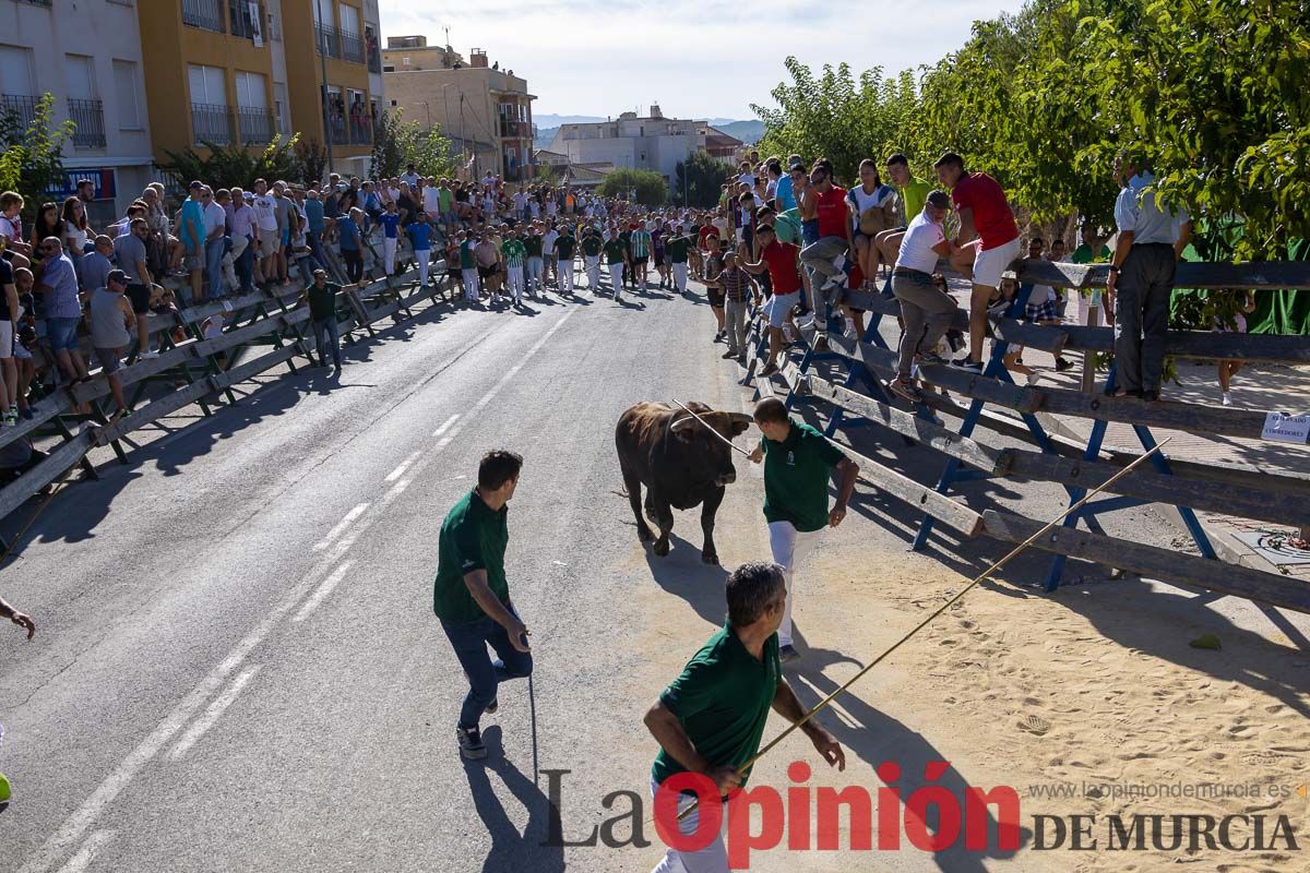 Quinto encierro de la Feria del Arroz de Calasparra