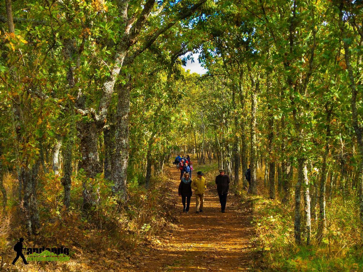 Imagen de la ruta del Castañar de Calabazas.