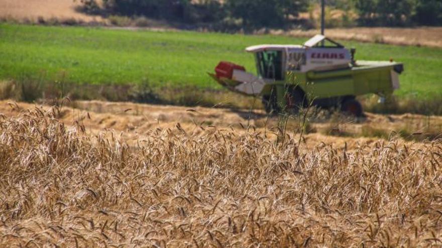 El calor reduce un 30 % la cosecha de cereales y dificulta la siega en Alicante