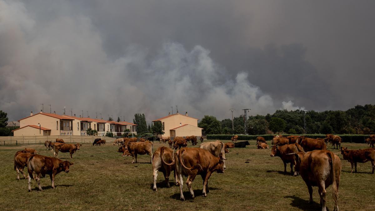 Ganado en Zamora durante el incendio originado en Losacio.