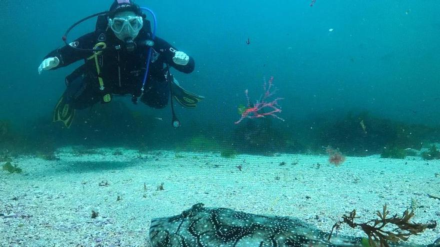 El CSIC constata dimorfismo sexual en las rayas del Parque Nacional Illas Atlánticas