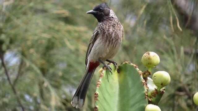 El chicle, ese 'veneno' para las aves