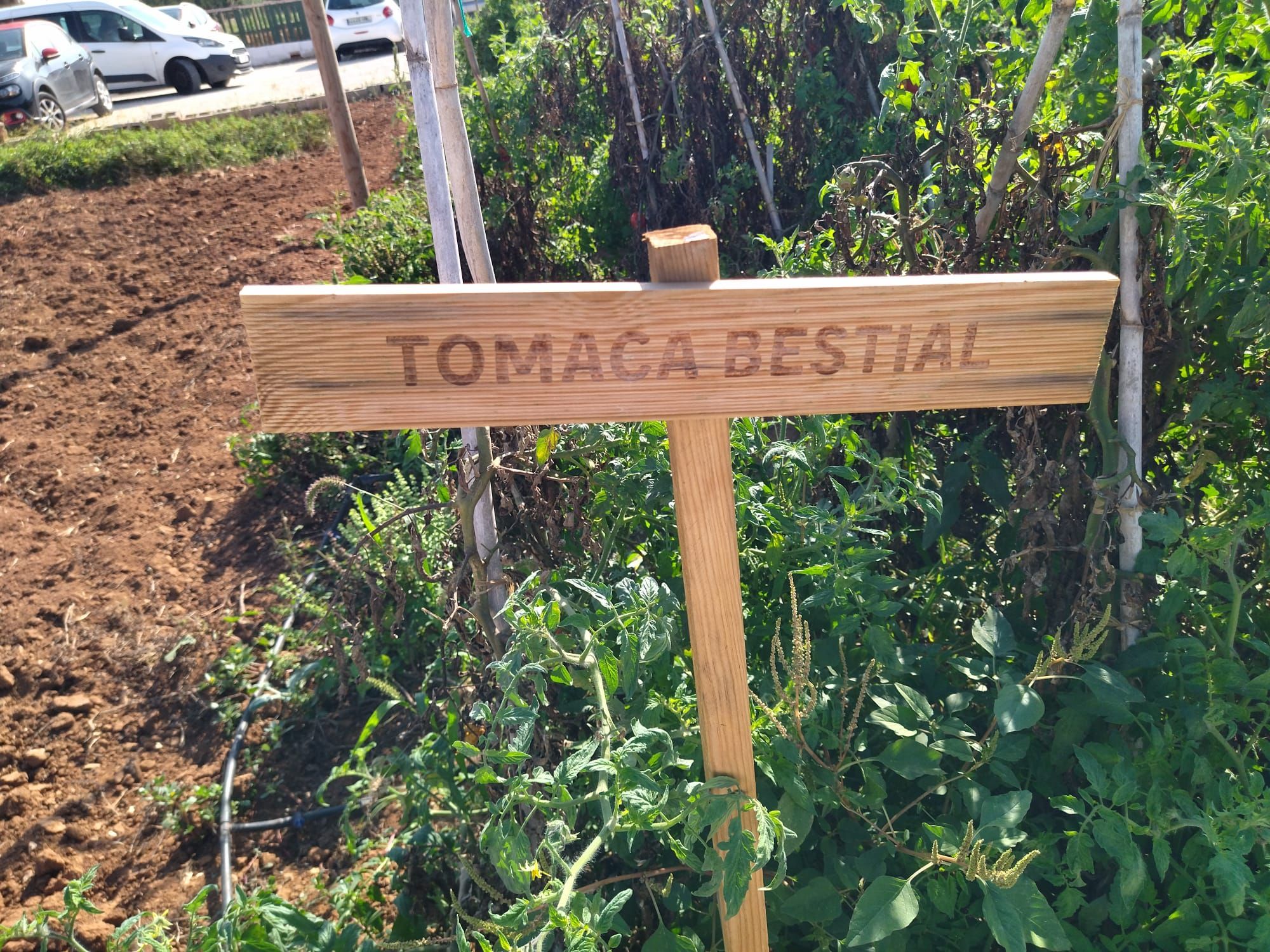 Huerta, gastronomía y exquisitas cocas: el D*na de Dénia siembra la semilla (imágenes)