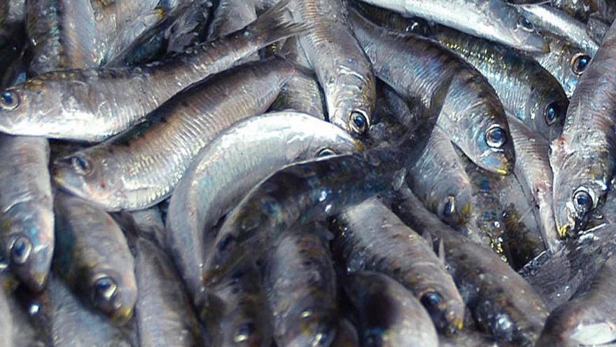 Un estudi afirma que el consum de sardina ajuda a combatre la diabetis
